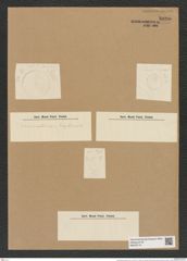 Coscinodiscus hyalinus Grun. (de-Toni-Nr.: Genus 202, Species 4922) Zeichnungen Sammlung Grunow Nr. 8690 (NHMW-BOT-W0378110)